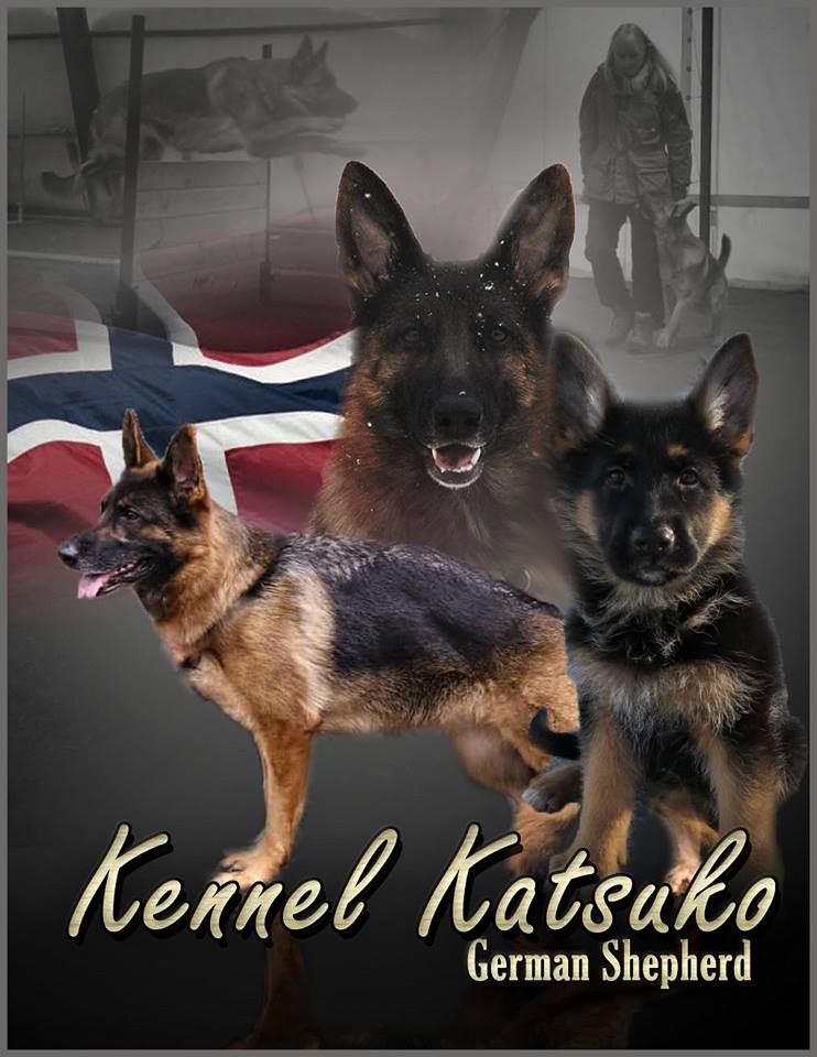 Norsk Schäferhund Klub avd Romerike